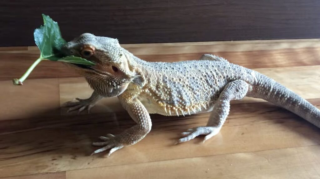 バランスの良い食事で健康に過ごすフトアゴヒゲトカゲ