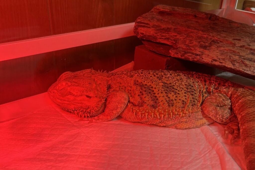 フトアゴの年間・生涯コストをイメージした写真