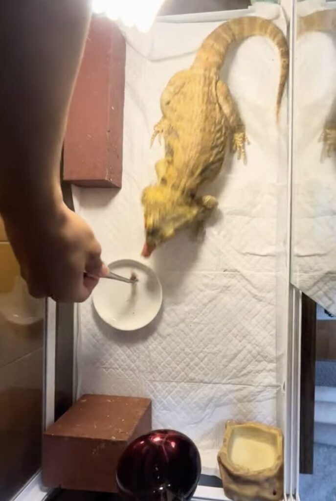 ケージのニオイ対策のイメージ