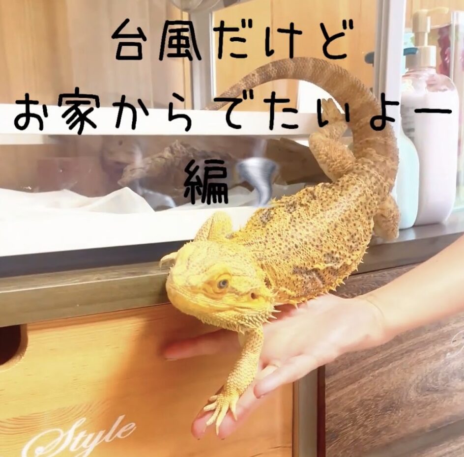 退屈そうにケージ内を見回すフトアゴヒゲトカゲ