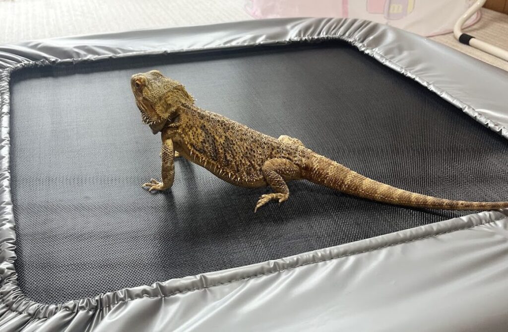 ケージのロックを確認するイメージ