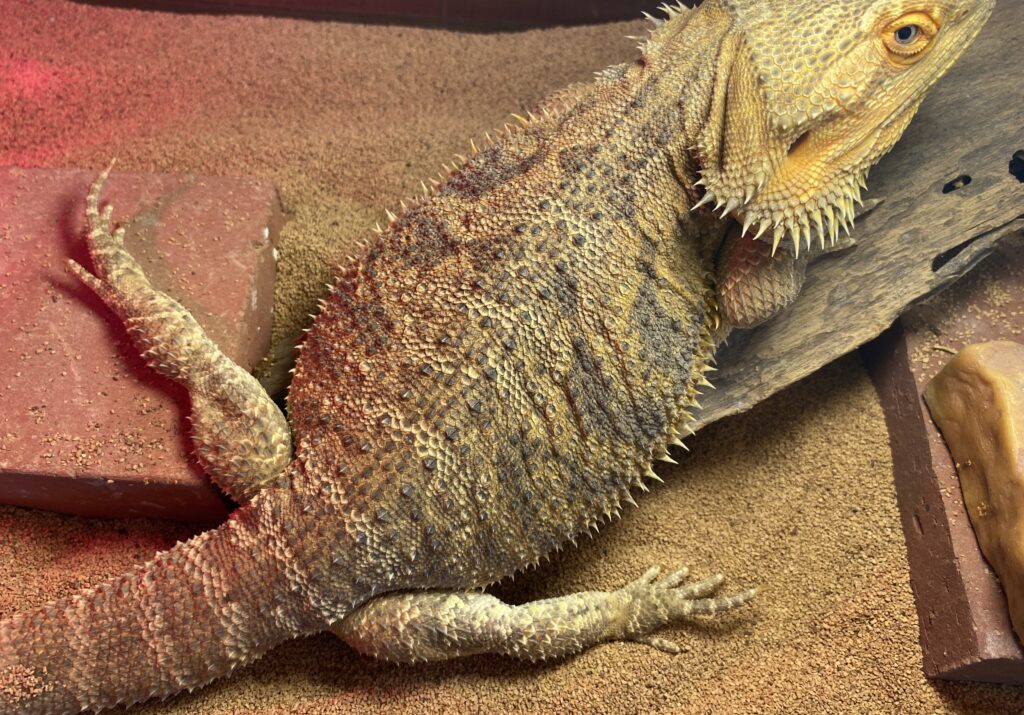 老化のサインが見られるフトアゴの様子の写真