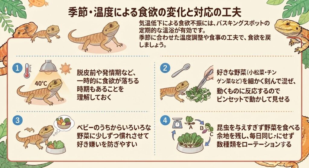 バスキングで体を温めるフトアゴヒゲトカゲ
