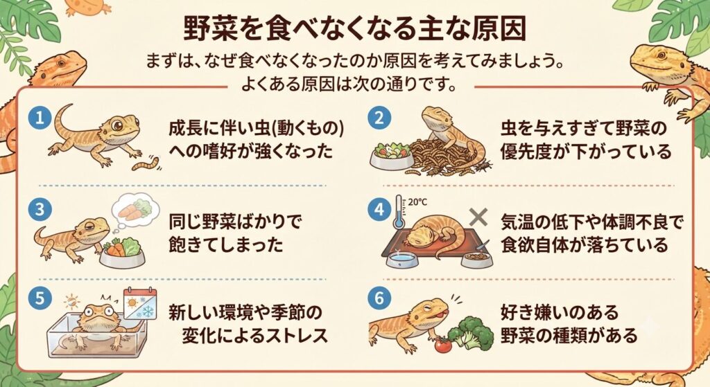 野菜を食べなくなったフトアゴヒゲトカゲ