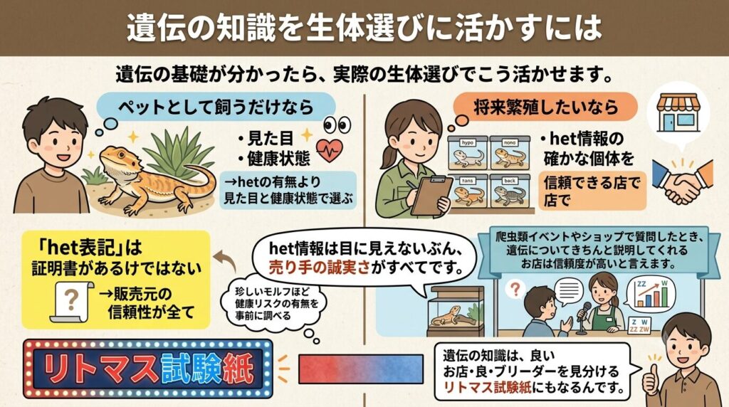 フトアゴヒゲトカゲのモルフ・遺伝解説イメージ
