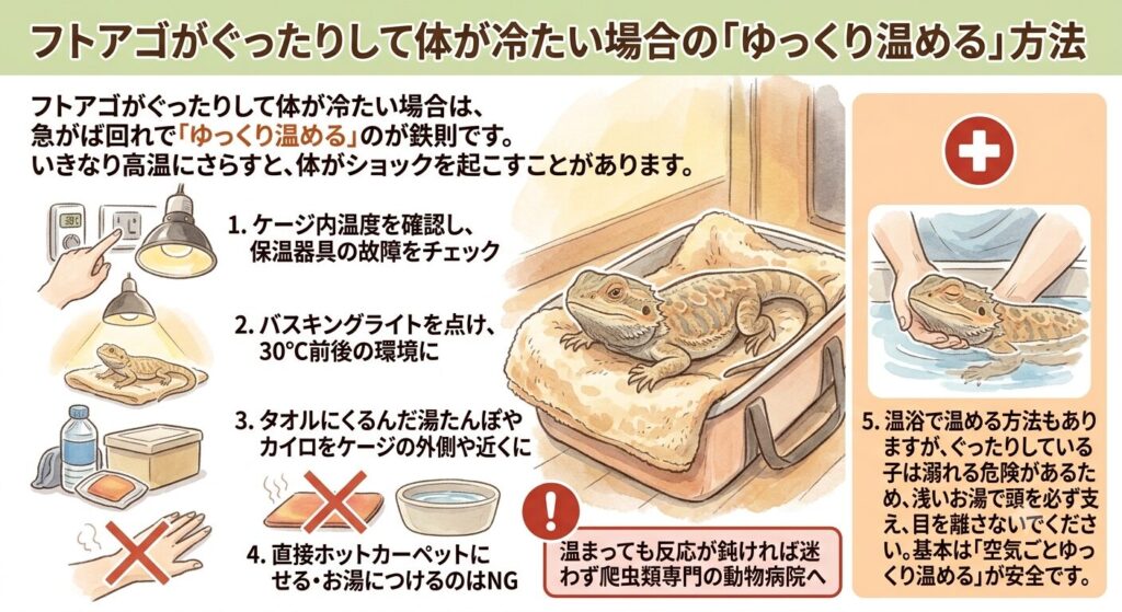 ゆっくり温めるフトアゴヒゲトカゲのケアイメージ