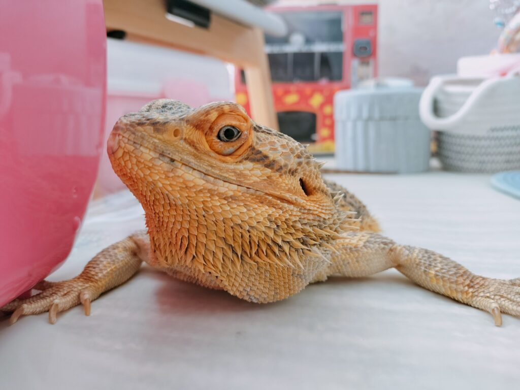 シニア期を迎えたフトアゴの写真