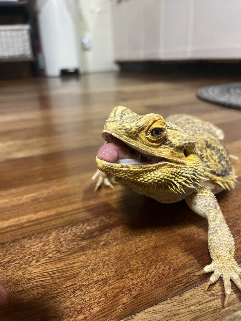 口を開けて威嚇するフトアゴヒゲトカゲ