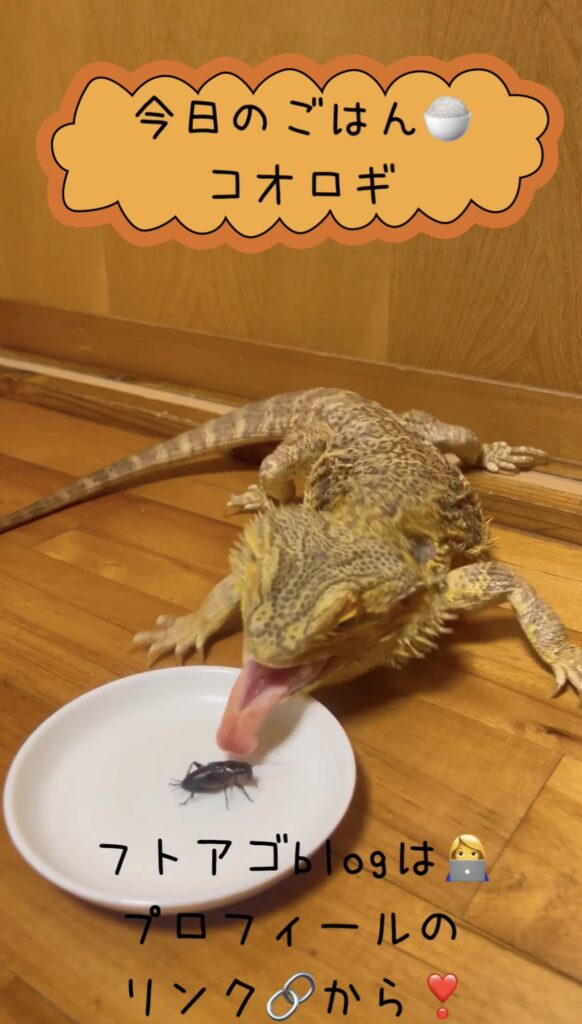 フトアゴにあげていい食べ物のイメージ