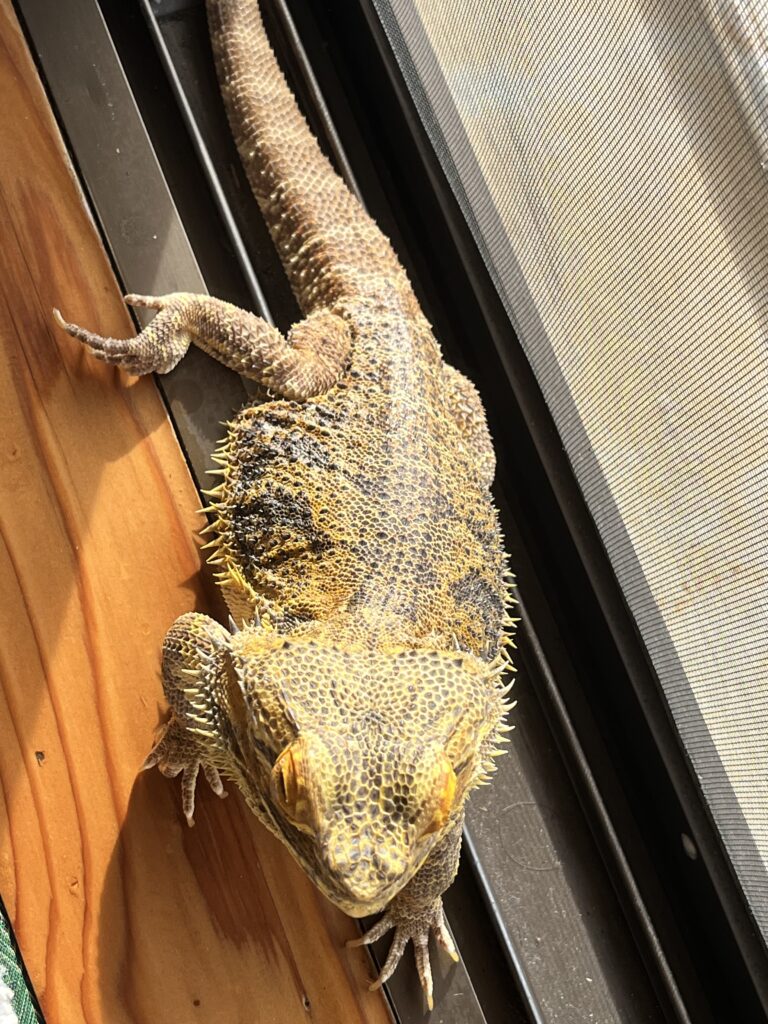高齢のフトアゴに寄り添う暮らしの写真
