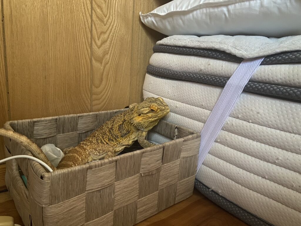 部屋の隅で見つかったフトアゴヒゲトカゲのイメージ