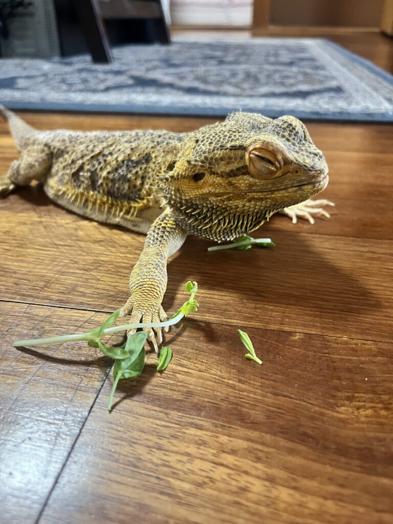 葉物野菜を食べるフトアゴヒゲトカゲ
