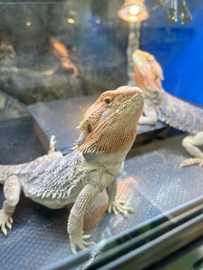 知識を深めて健やかに暮らすフトアゴヒゲトカゲ
