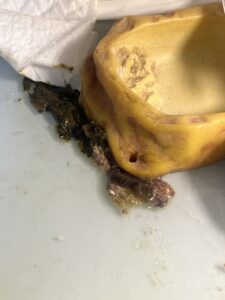 毎日の便の撤去と水換えのイメージ