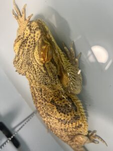 フトアゴの健康状態を観察するイメージ