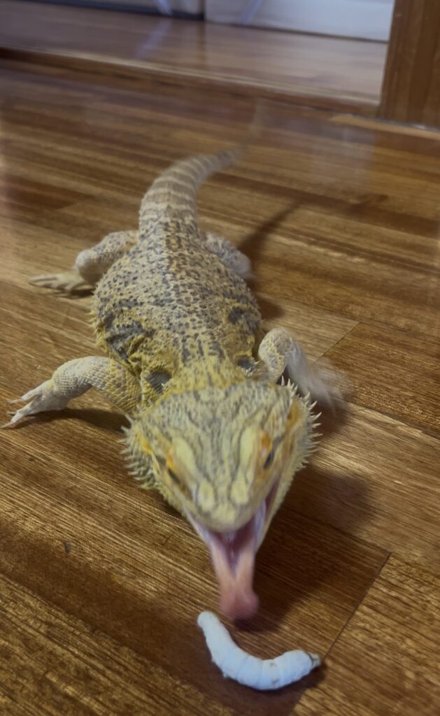虫ばかり欲しがるフトアゴヒゲトカゲ