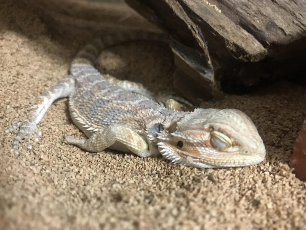 ケージ内で休むフトアゴヒゲトカゲ