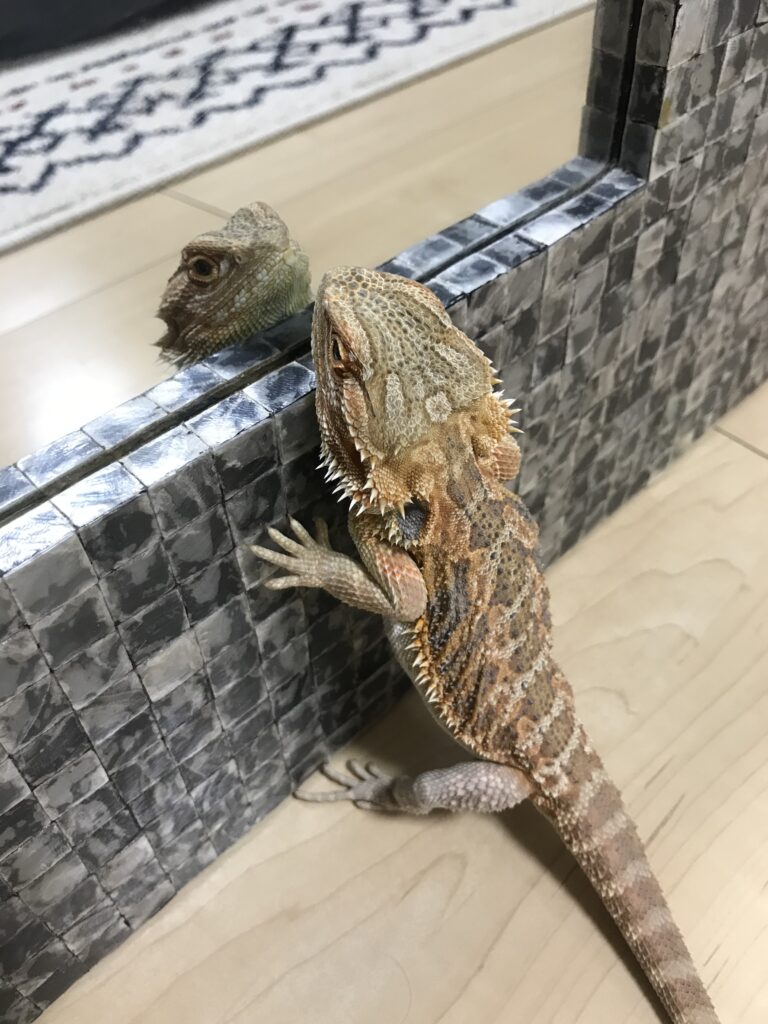 ガラスに映る自分に反応するフトアゴヒゲトカゲ