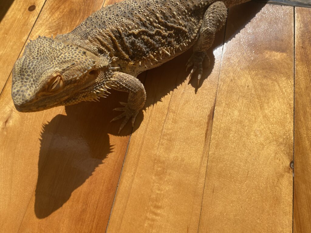 ゆっくり寄り添うシニアフトアゴとの暮らしの写真