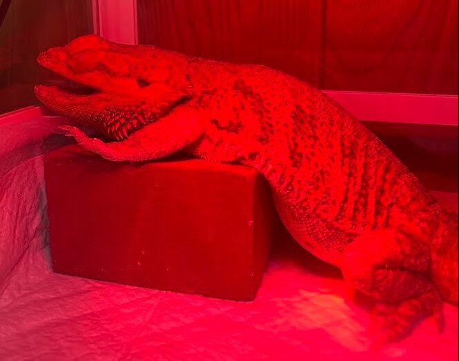 喉を動かしているフトアゴの写真