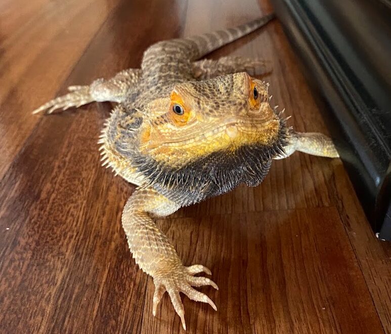 音以外のしぐさでコミュニケーションを取るフトアゴの写真