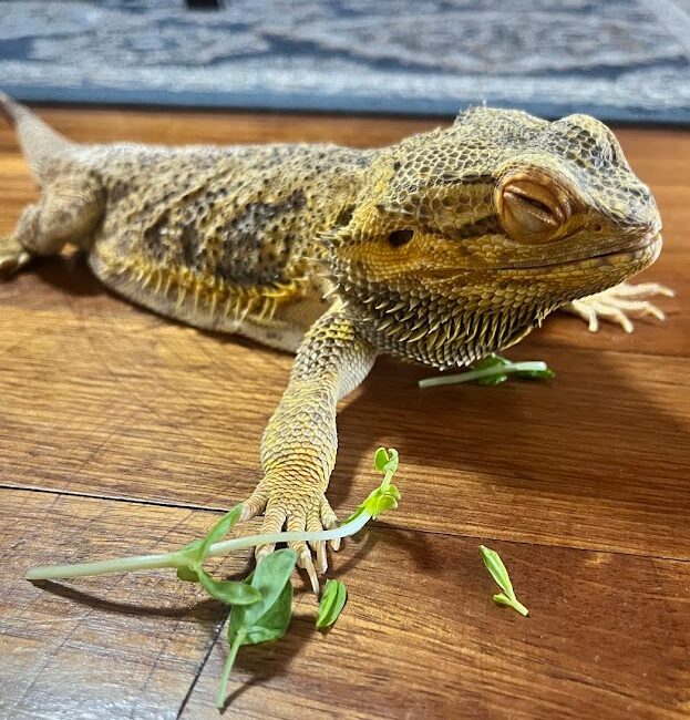 日光浴後のフトアゴの様子を観察する写真