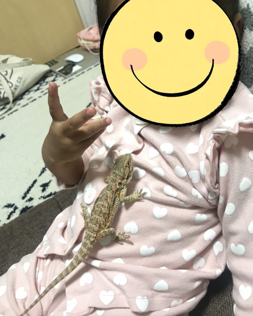 大人が付き添って子どもとフトアゴがふれあう様子