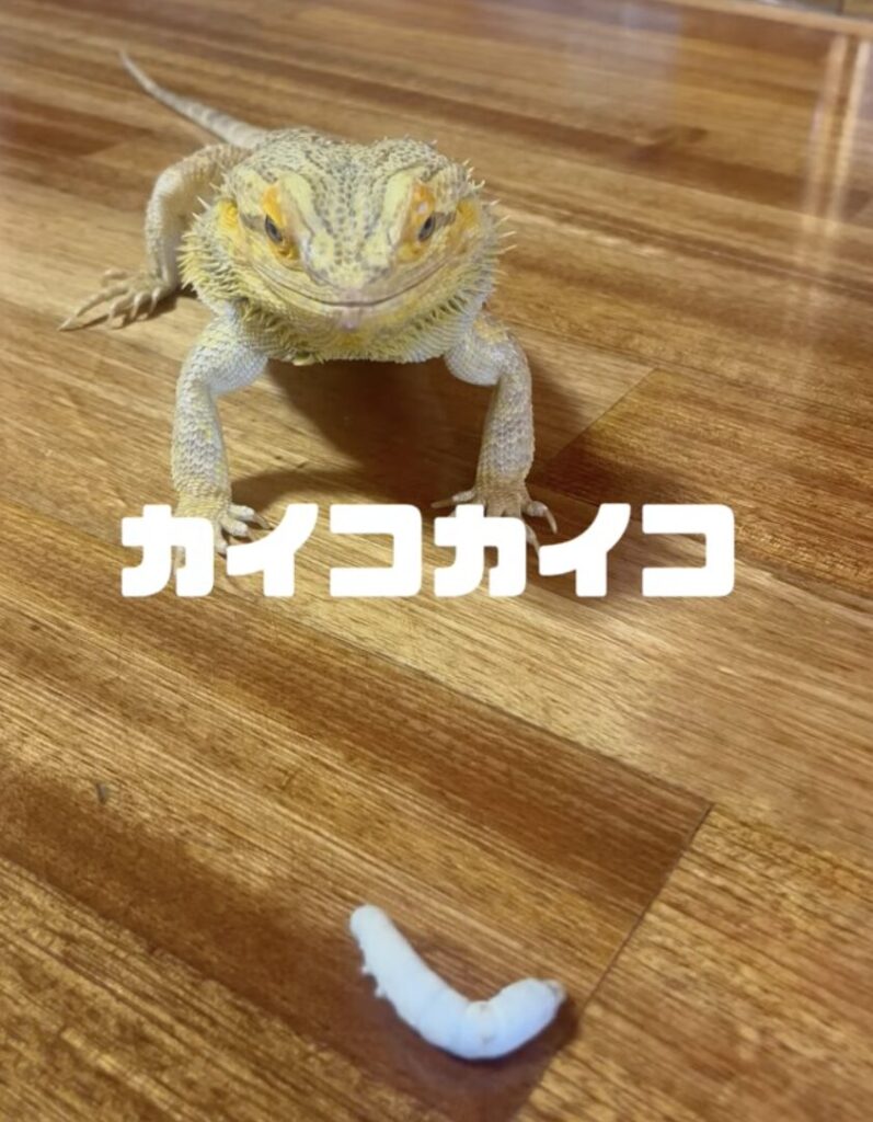 白く柔らかい体のシルクワーム(カイコ)