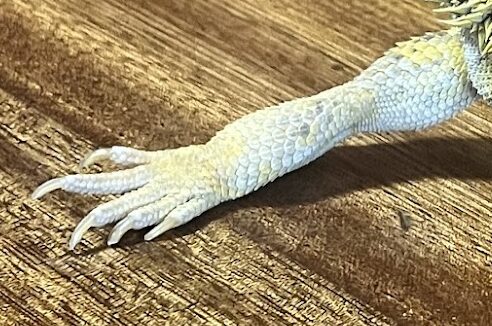 お迎え前に健康状態を確認したいトランスルーセント