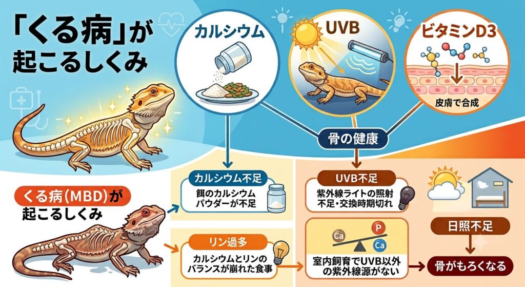 カルシウム・UVB・ビタミンD3の関係を示すイメージ