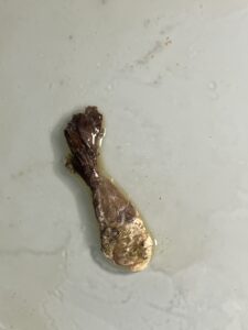 下痢や痩せなど寄生虫を疑う症状のチェック