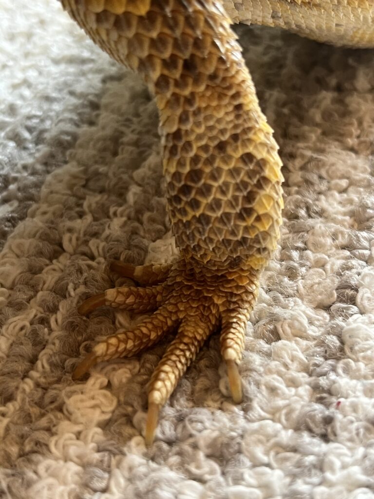 くる病の初期症状をチェックするフトアゴヒゲトカゲ
